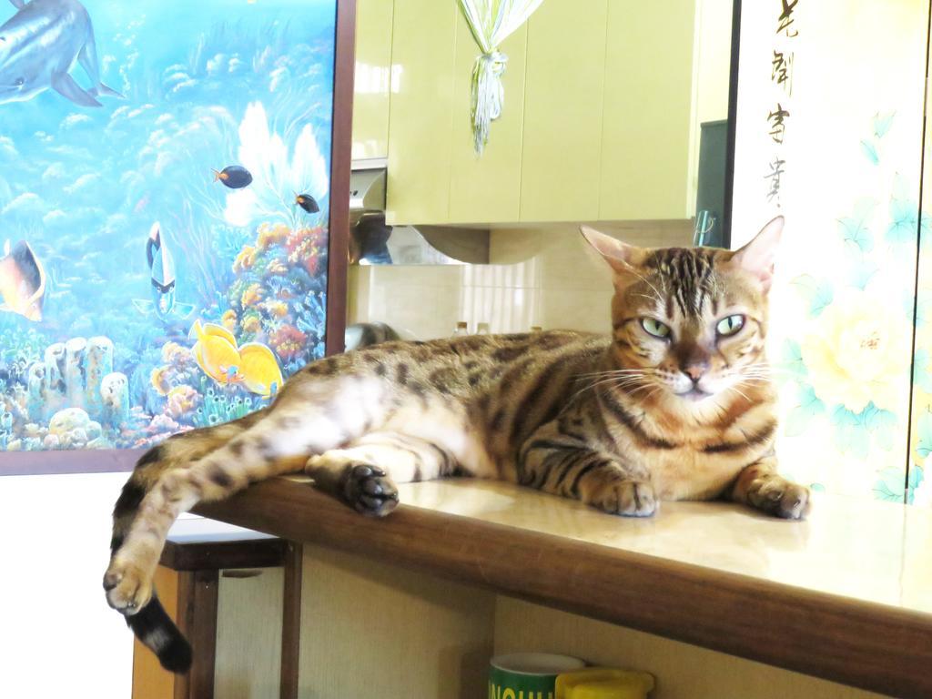Tou Cheng Whale Watching Homestay تاتشينج المظهر الخارجي الصورة